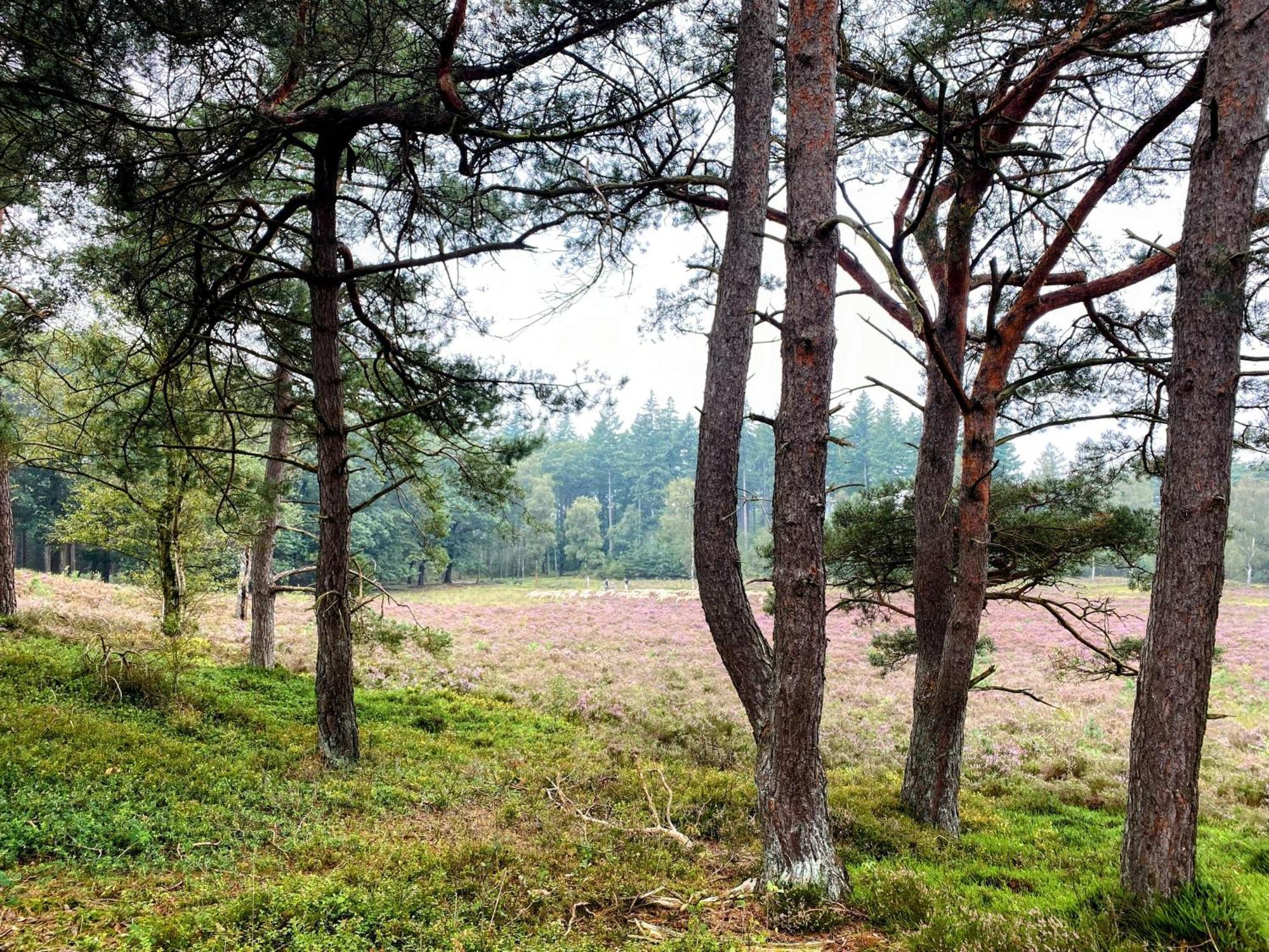 Huisje Aan De Bosrand - Veluwe 伊皮 外观 照片